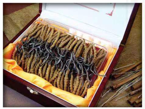 绿春冬虫夏草回收